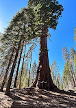 Sequoia National Forest