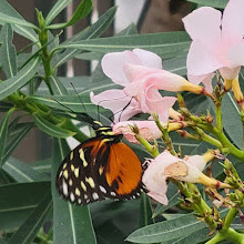 Butterfly Biosphere