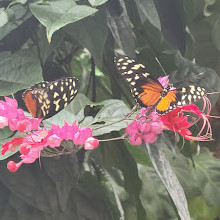 Butterfly Biosphere