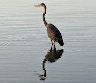 Towne Lake Park