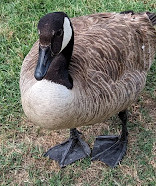 Towne Lake Park