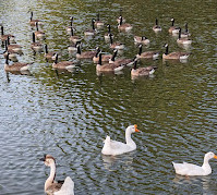 Towne Lake Park