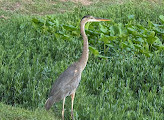 Towne Lake Park