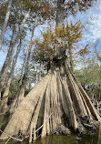 Honey Island Kayak Tours