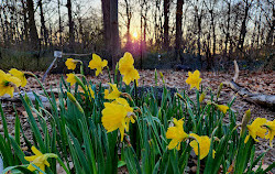 Parc forestier