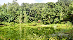 Parque Florestal