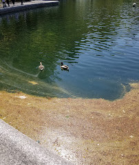 Agua del invernadero