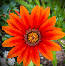 Flora und Botanischer Garten Köln