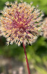 Flora und Botanischer Garten Köln