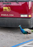 Big Bus Tours Miami