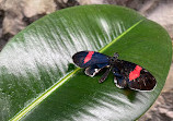 Butterfly House