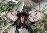 Butterfly House