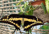 Butterfly House