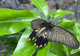 Butterfly House