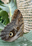 Butterfly House