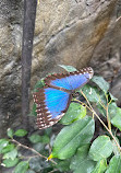 Butterfly House