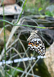 Butterfly House