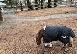 Chinguacousy Park Petting Zoo