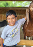 Chinguacousy Park Petting Zoo