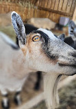 Chinguacousy Park Petting Zoo