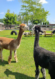 Chinguacousy Park Petting Zoo