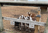 Chinguacousy Park Petting Zoo