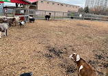 Chinguacousy Park Petting Zoo