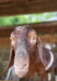 Chinguacousy Park Petting Zoo