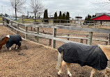 Chinguacousy Park Petting Zoo