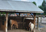 Chinguacousy Park Petting Zoo