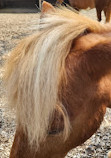 Chinguacousy Park Petting Zoo