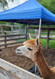 Chinguacousy Park Petting Zoo