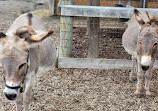 Chinguacousy Park Petting Zoo