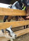 Chinguacousy Park Petting Zoo