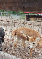 Chinguacousy Park-kinderdierentuin