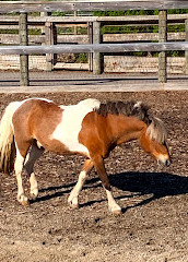 Chinguacousy Park-kinderdierentuin