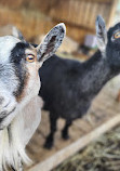 Chinguacousy Park Petting Zoo