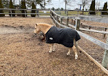 Chinguacousy Park Petting Zoo