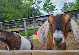 Chinguacousy Park Petting Zoo