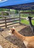 Chinguacousy Park Petting Zoo