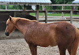 Chinguacousy Park Petting Zoo