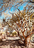 Desert Botanical Garden