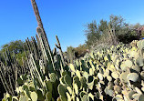 Desert Botanical Garden