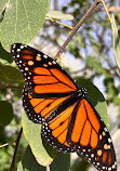 Desert Botanical Garden