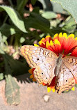 Desert Botanical Garden