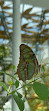 Butterfly Park