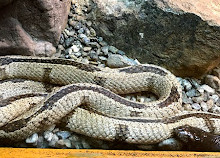 Arabian wild life Animal zoo Sharjah