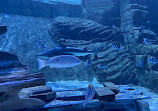 Sharjah Aquarium