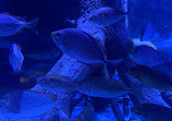 Sharjah Aquarium