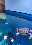 Sharjah Aquarium